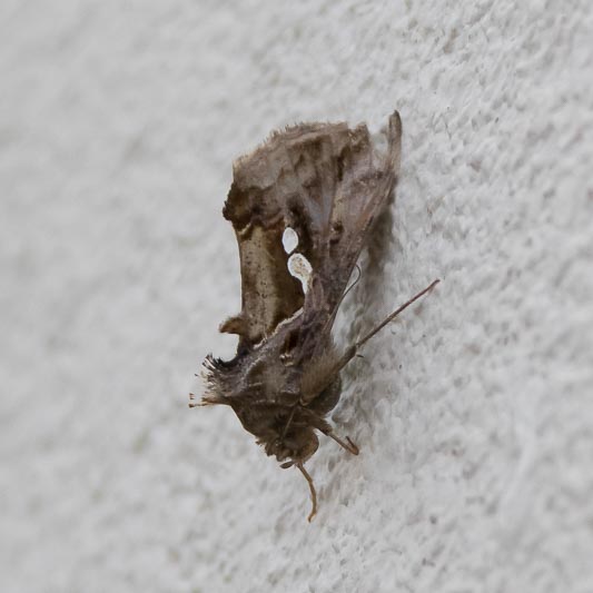 Chrysodeixis chalcites (Golden Twin-spot Moth).jpg